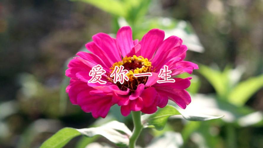 《爱你一生》对唱版,感人至深,太美了!